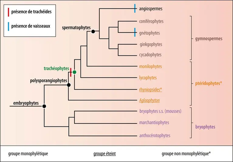 Position et composition des trachéophytes au sein des embryophytes