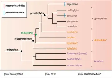 Position et composition des trachéophytes au sein des embryophytes - crédits : Encyclopædia Universalis France