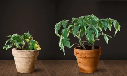 Maladie du rabougrissement apical de la tomate - crédits : Thierry Candresse/ INRA