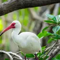 Ibis - crédits : John Coletti/ The Image bank/ Getty Images