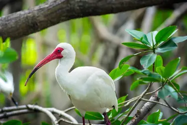 Ibis - crédits : John Coletti/ The Image bank/ Getty Images