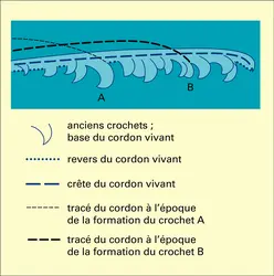 Flèche à crochets multiples avec parties érodées - crédits : Encyclopædia Universalis France