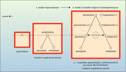 Théorie du néotrituberculisme - crédits : Encyclopædia Universalis France