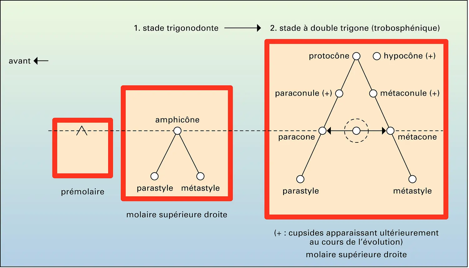 Théorie du néotrituberculisme