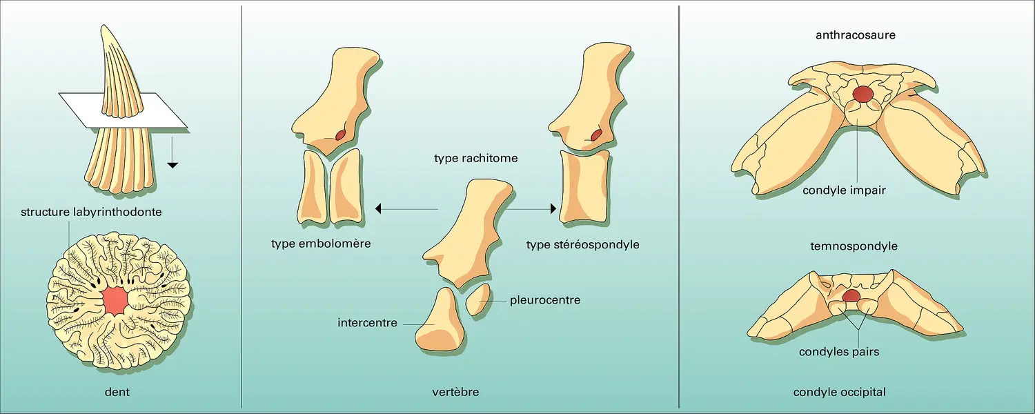 Pièces de squelette