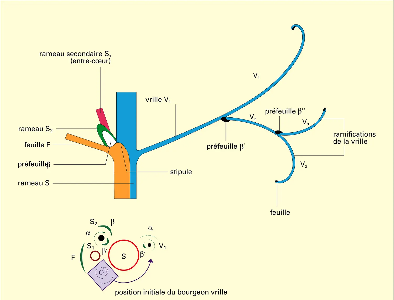 Vrille de Vitis vinifera : interprétation d'après Chadefaud