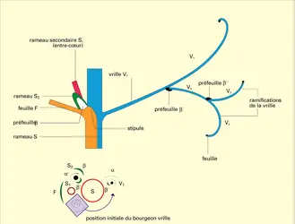 Vrille de Vitis vinifera : interprétation d'après Chadefaud - crédits : Encyclopædia Universalis France