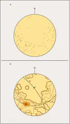 Diagramme de fabrique dans un gabbro - crédits : Encyclopædia Universalis France