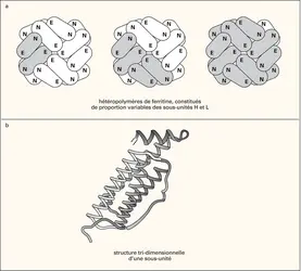 Ferritine : structure de la molécule - crédits : Encyclopædia Universalis France