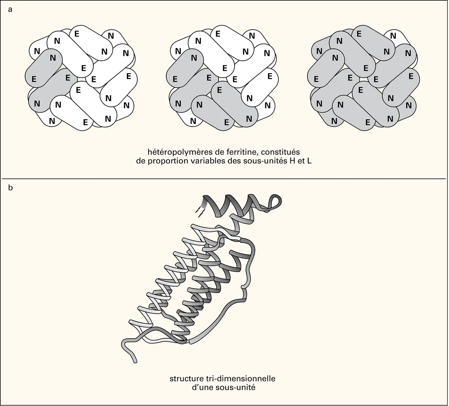 Ferritine : structure de la molécule