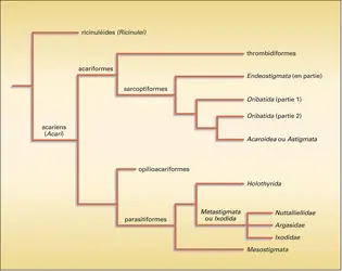 Acariens : classification - crédits : Encyclopædia Universalis France