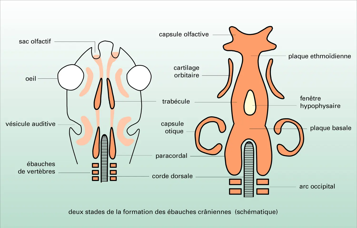 Neurocrâne de Vertébré - vue 1