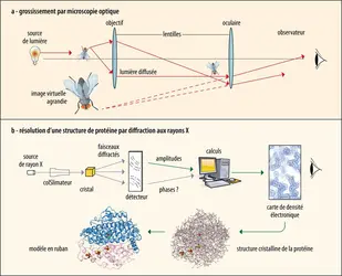 Détermination d’une structure 3D par diffraction des rayons X - crédits : carte de densité : P. Emsley et al./ University of California - CC-BY ; modèles : J.-C. Fontecilla-Camps/ Institut de biologie structurale ; adaptation : EUF