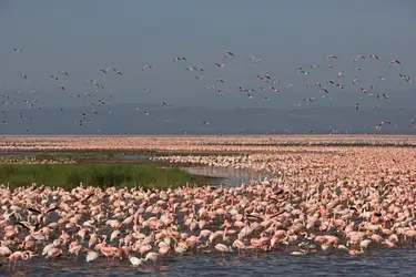 Flamants roses dans le Parc national du lac Nakuru, Kenya - crédits : Winfried Wisniewski/ The Image Bank/ Getty Images