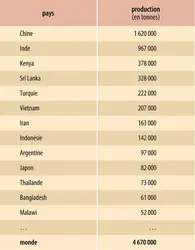 Thé : production
 - crédits : Encyclopædia Universalis France