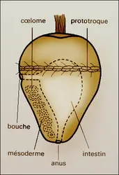 Larve de Polychete - crédits : Encyclopædia Universalis France