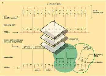 Information cellulaire - crédits : Encyclopædia Universalis France