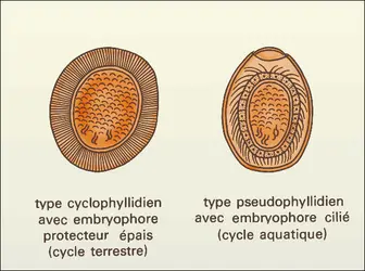 Cestodes : œufs - crédits : Encyclopædia Universalis France