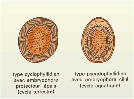 Cestodes : œufs