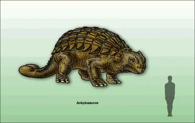 Ankylosaurus - crédits : Encyclopædia Universalis France