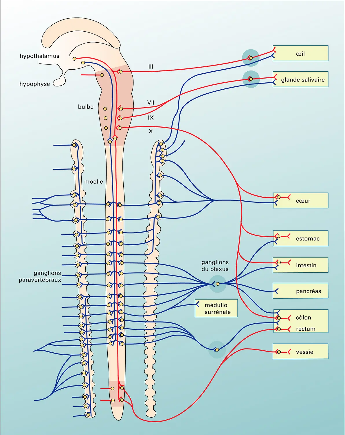 Effecteurs orthosympathiques et parasympathiques