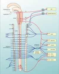 Effecteurs orthosympathiques et parasympathiques - crédits : Encyclopædia Universalis France