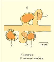 Vaucheria sessilis : reproduction oogamique - crédits : Encyclopædia Universalis France