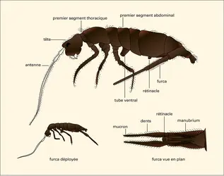 Collembole : Pogonognatnus longicornis - crédits : Encyclopædia Universalis France