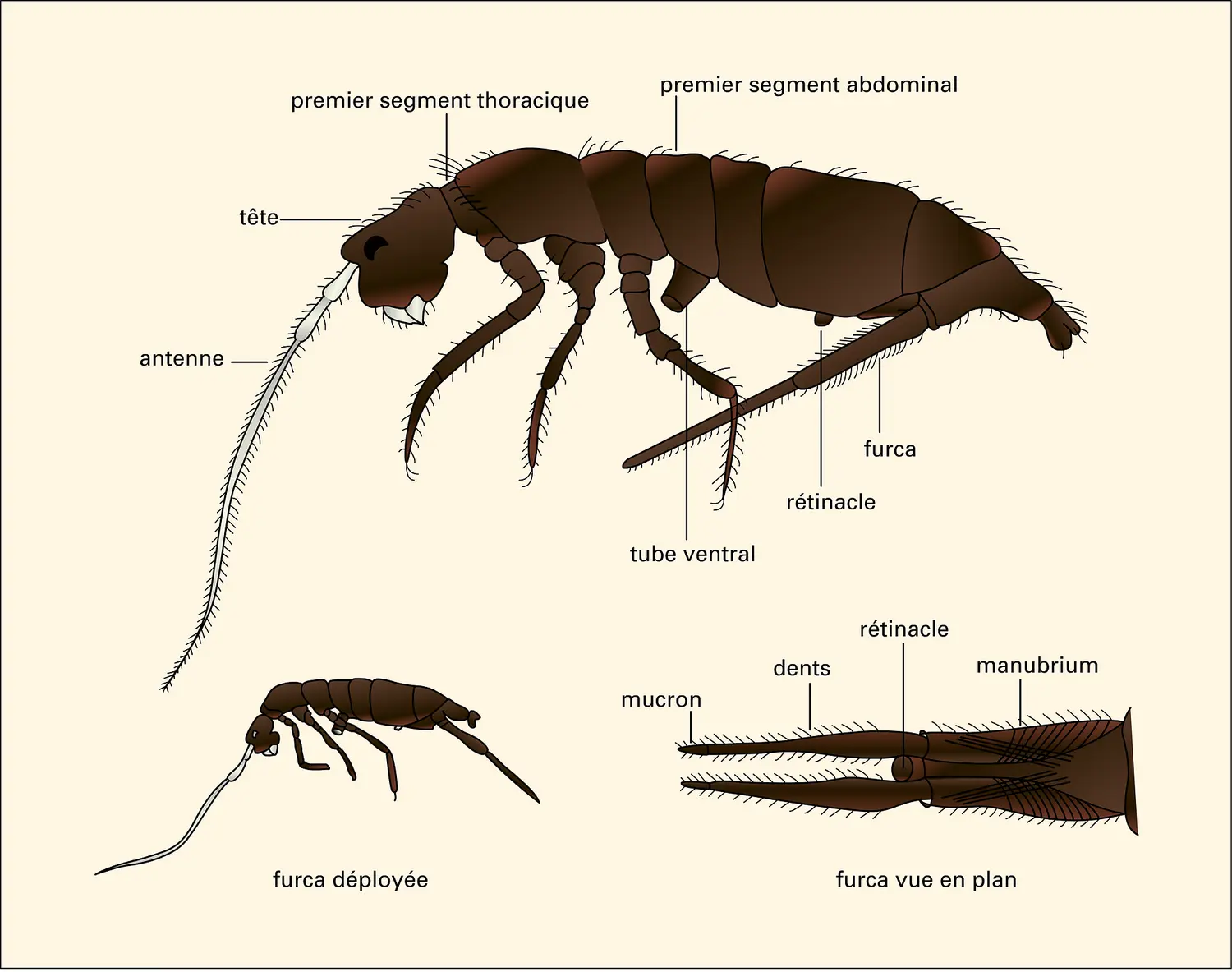 Collembole : Pogonognatnus longicornis