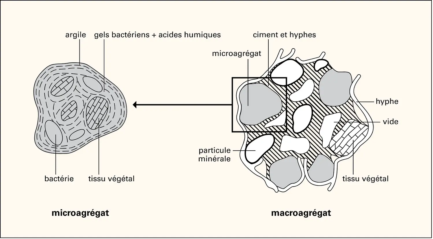 Humus : structure