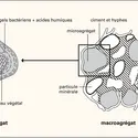 Humus : structure - crédits : Encyclopædia Universalis France