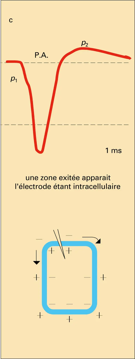 Potentiels biomembranaires - vue 3