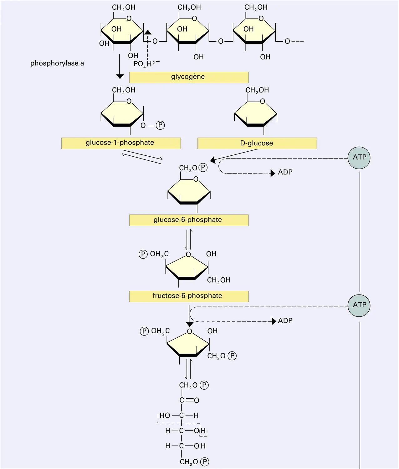 Glycolyse - vue 1