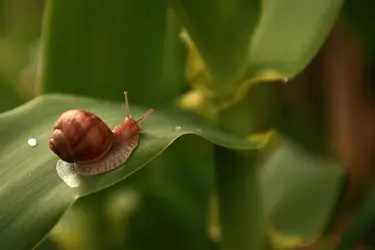 Escargot - crédits : Balazs Kovacs Images/ Shutterstock