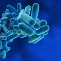 La <it>Legionella </it><em>pneumophila</em> - crédits : S. Kaulitzki/ Shutterstock