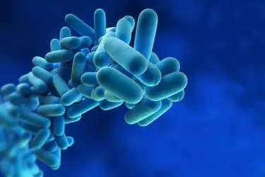 La <it>Legionella </it><em>pneumophila</em> - crédits : S. Kaulitzki/ Shutterstock