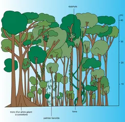 Forêt dense équatoriale : strates - crédits : Encyclopædia Universalis France