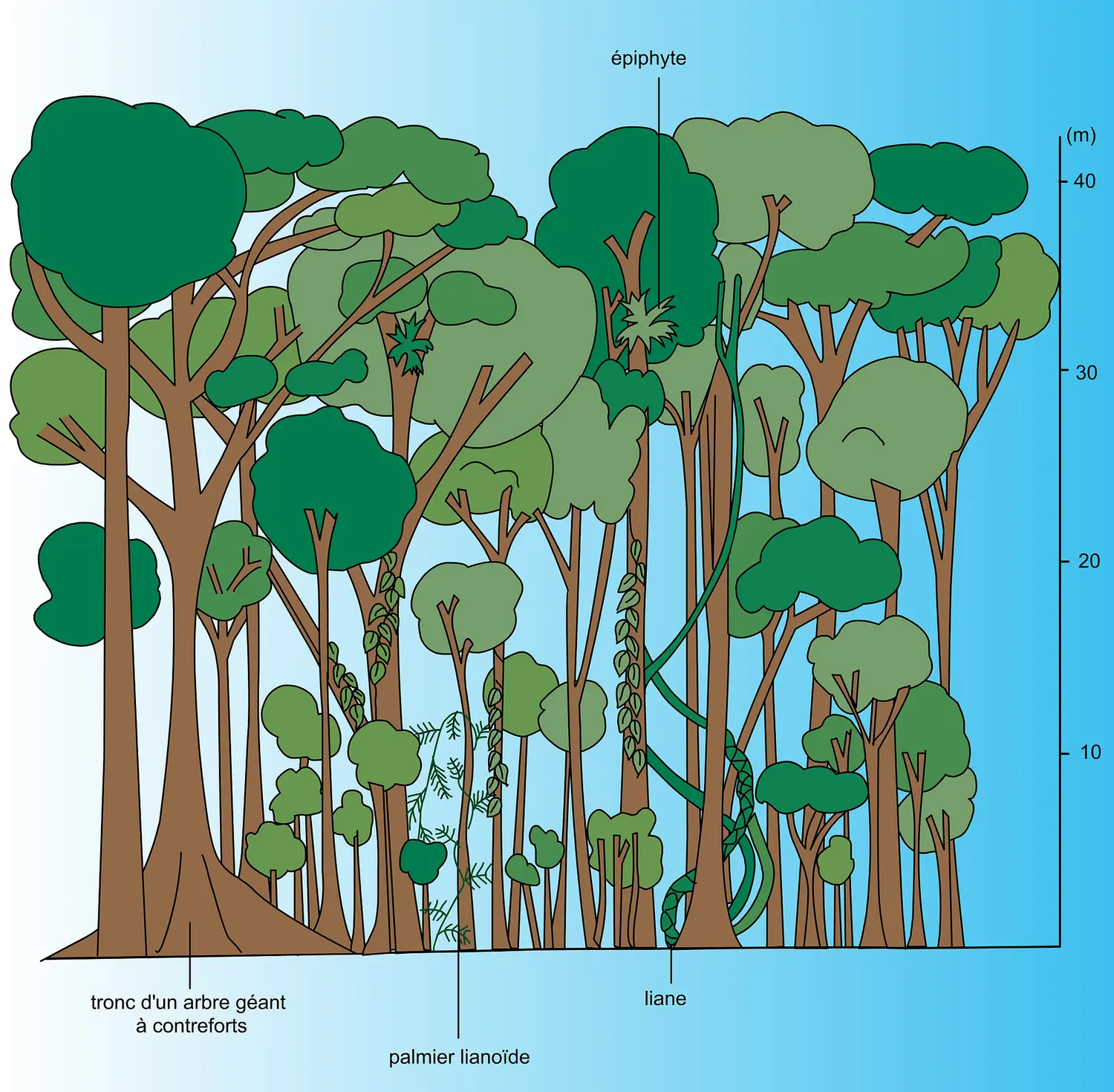 Forêt dense équatoriale : strates