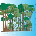 Forêt dense équatoriale : strates - crédits : Encyclopædia Universalis France