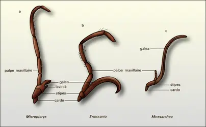 Évolution de la maxille - crédits : Encyclopædia Universalis France