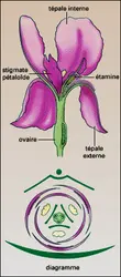 Iris germanica : fleur - crédits : Encyclopædia Universalis France
