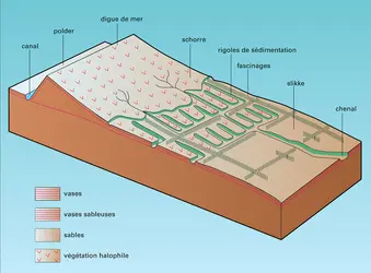 Jardins de vase de la mer du Nord - crédits : Encyclopædia Universalis France