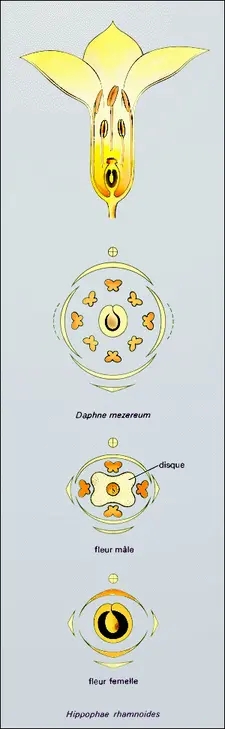 Thyméléacées et éléagnacées