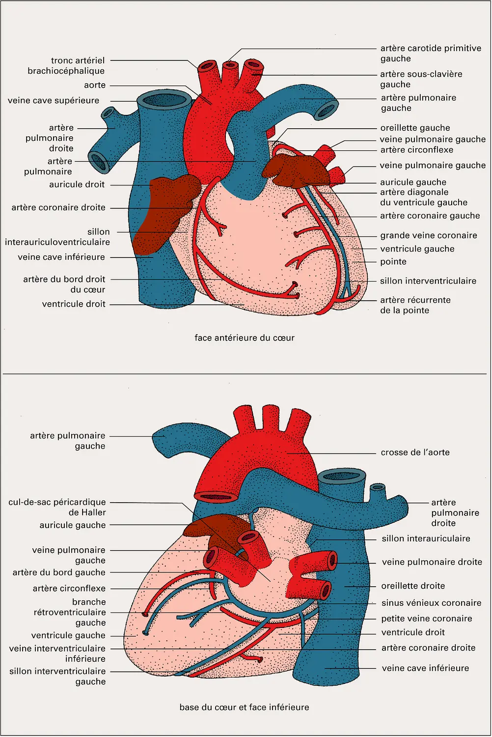 Cœur humain : morphologie
