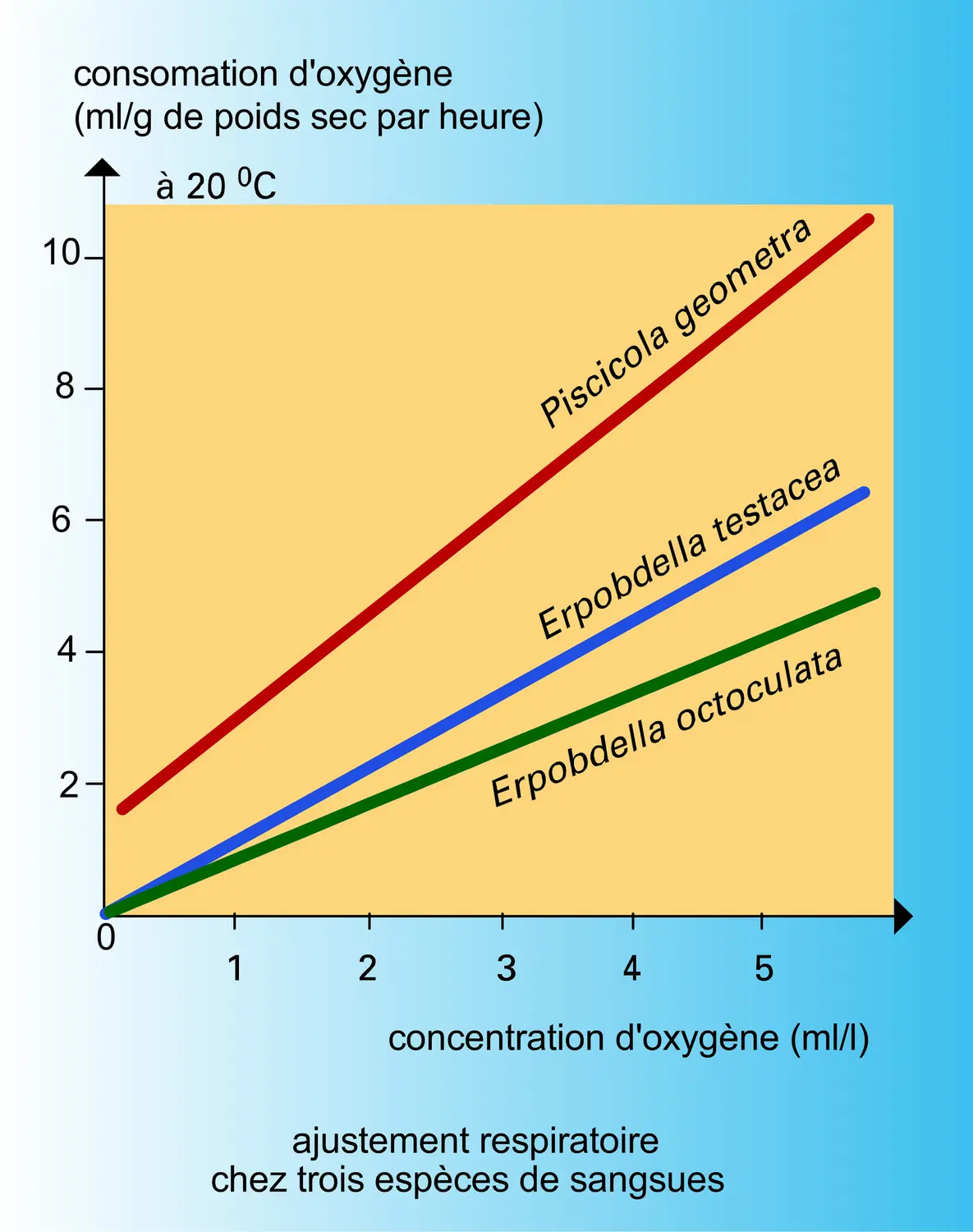 Respiration : adaptation physiologique - vue 1