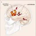 Activation cérébrale dans une situation de dénomination de mot et dans une tache de sélection de langue - crédits : Encyclopædia Universalis France
