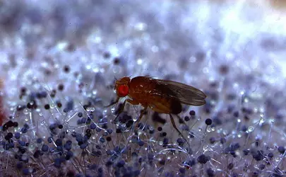 Drosophile - crédits : A. Calegari/ De Agostini/ Getty Images