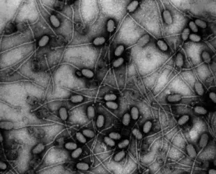 Bactériophage infectieux pour les staphylocoques dorés - crédits : Avec l'aimable autorisation de H.-W. Ackermann