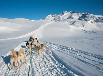 Chiens de traîneau, Tasiilaq, Groenland - crédits : Y. Kumsri/ Shutterstock