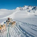 Chiens de traîneau, Tasiilaq, Groenland - crédits : Y. Kumsri/ Shutterstock